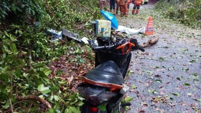 大雨导致大树倒下 压死摩托骑士