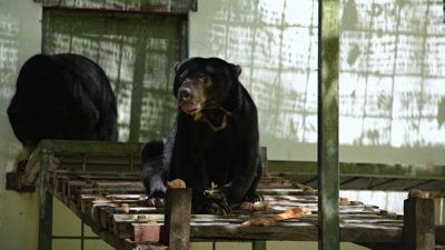 曾被籠養7年 馬來熊疑壓力心臟衰竭去世