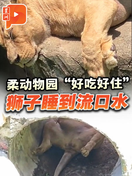 柔動物園“好吃好住” 獅子睡到流口水