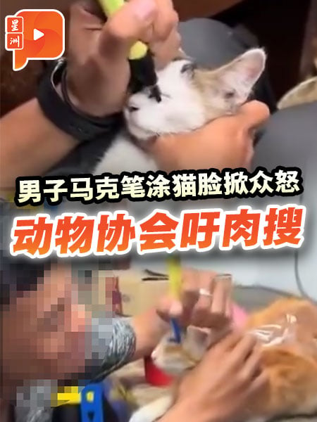 男子馬克筆塗貓臉掀眾怒 動物協會籲肉搜