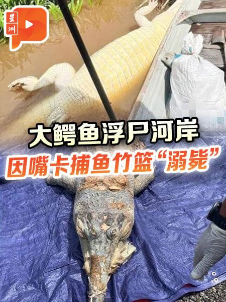 大鱷魚浮屍河岸 因嘴卡捕魚竹籃“溺斃”