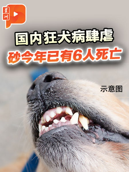 国内狂犬病肆虐 砂今年已有6人死亡