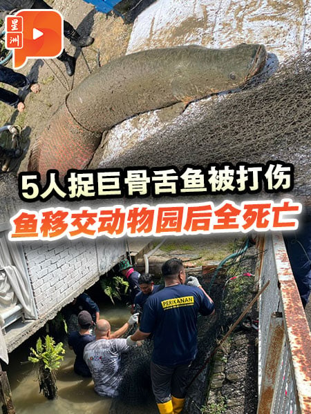 5人捉巨骨舌魚被打傷 魚移交動物園後證實死亡