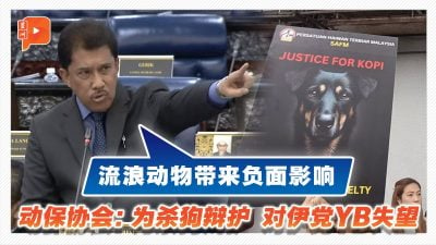 流浪狗Kopi被射杀 伊党YB说什么惹动保协会不满