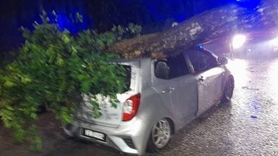 狂风暴雨致多地树倒砸车   幸无造成伤亡