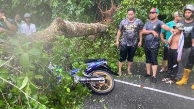 暴風吹倒大樹砸中摩托車 騎士當場喪命