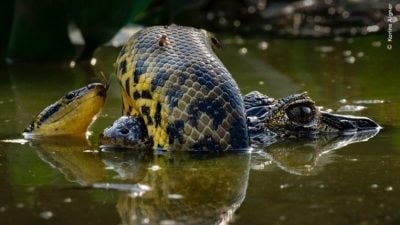 巨蛇紧缠鳄鱼吻部 水中无声生死斗摄影赛获奖