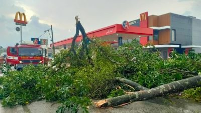 狂風暴雨致多地樹倒 商店招牌住家屋頂被掀翻