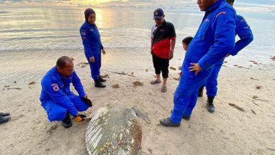 海龜受傷擱淺沙灘 獲2單位救援迴歸大海