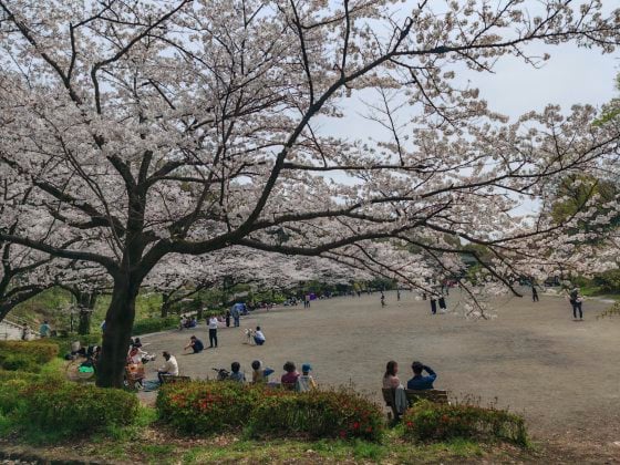 【日本】举头望樱花，低头寻井盖──东京都‧町田市