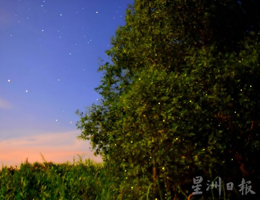 万鸟归巢大自然恩赐 勿追鸟免吓走破坏生态