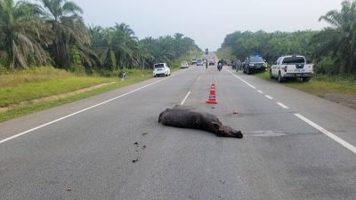 闪避不及撞水牛 摩托骑士当场身亡