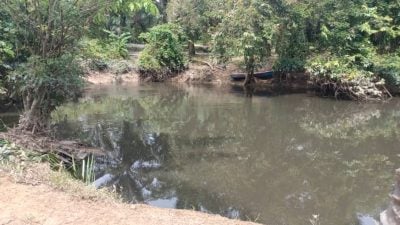 養雞場汙水流入園丘 臭氣熏天 滋生昆蟲