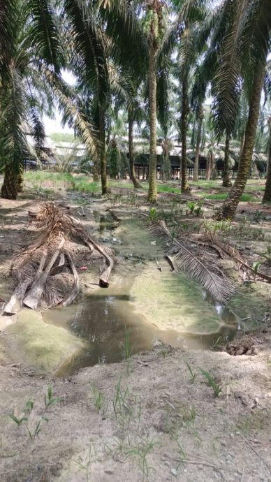 东：小园主投诉养鸡场污水过界衍生卫生问题