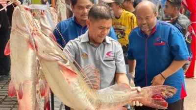 彭漁業局辦釣魚賽 130人釣50尾紅尾鯰魚