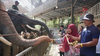 肯逸湖大象文化村走出户外  民众可近距离接触