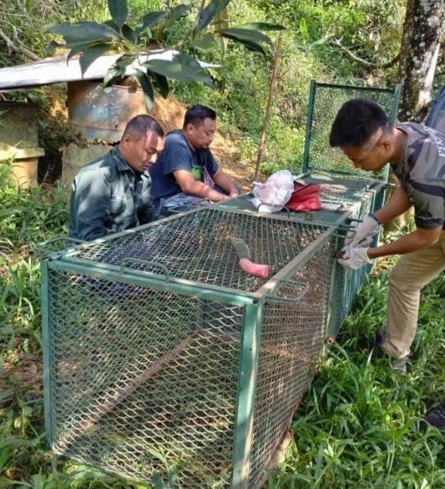 东：黑豹吃狗，芭主：除非黑豹受威胁，否则不会攻击人类