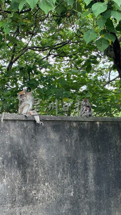 亚沙再也花园闹猴患  动保局设笼抓捕