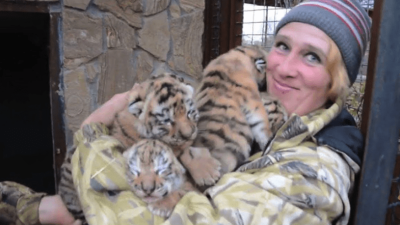 克里米亞動物園女工打掃忘記鎖門 慘遭3獅子撕碎