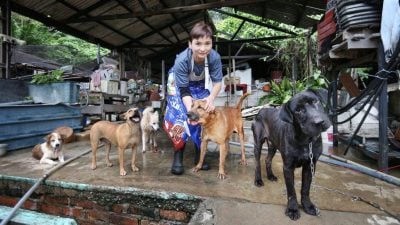 救狗路 她獨行 女義工自費養逾百流浪狗