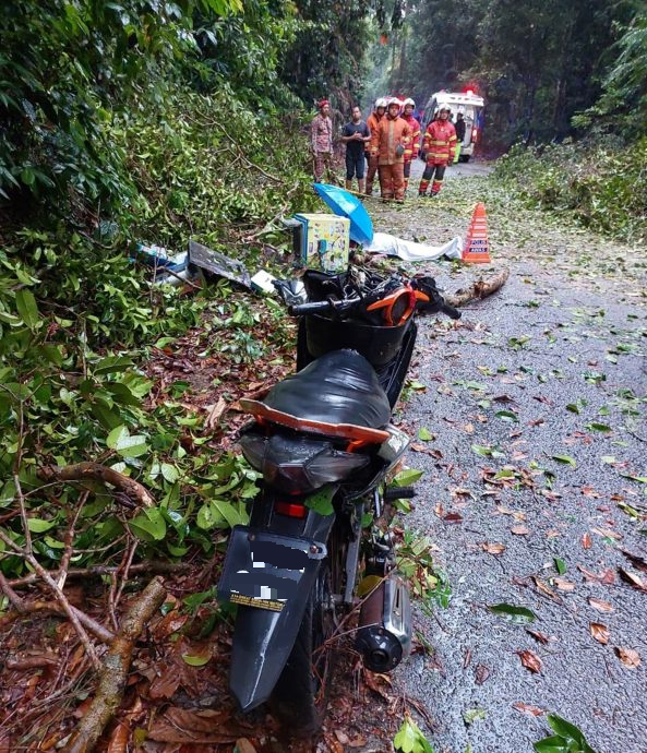 关丹大雨发生2起树倒案，1柬埔寨男子被大树压死。