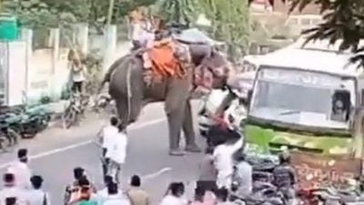 衝向人群踏扁車子 大象發狂踩死1人