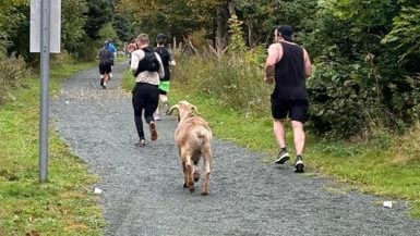 半马赛事山羊乱入一路跟跑 还冲过终点线拿奖牌