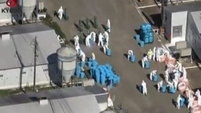 北海道爆H5禽流疫情　扑杀近1.9万只鸡