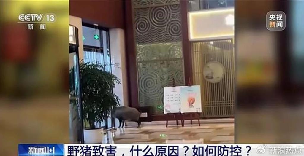 南京野猪泛滥！冲撞高铁致机械师身亡 还闯旅店觅食