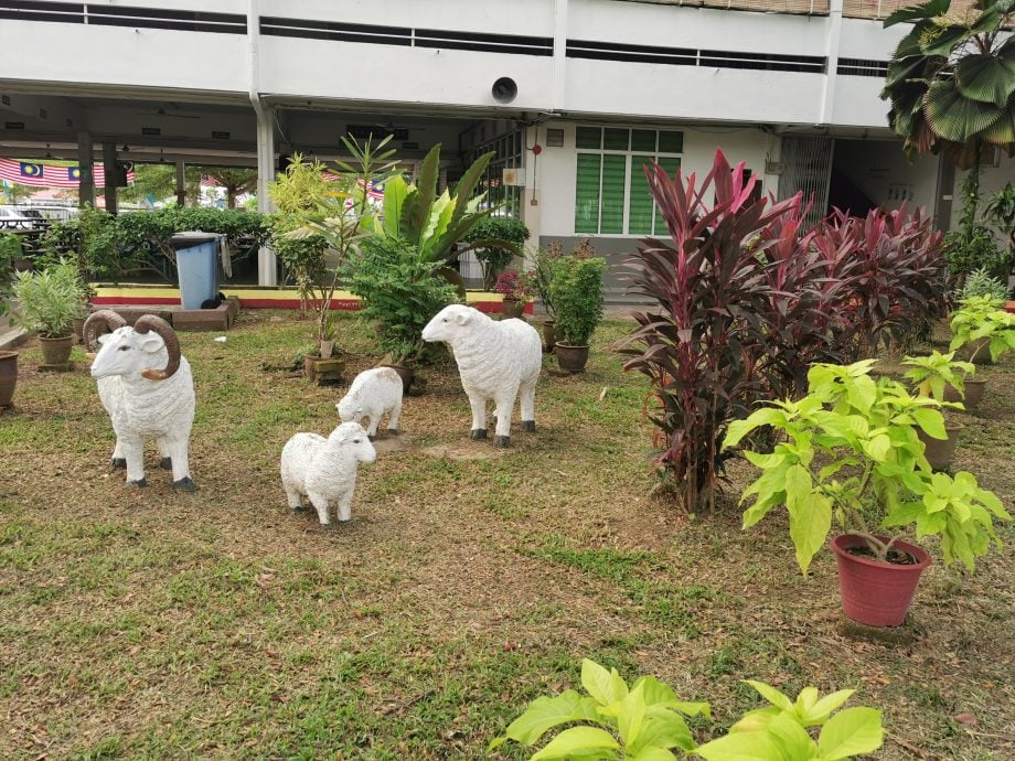 (大北马)细述华小——金星小学