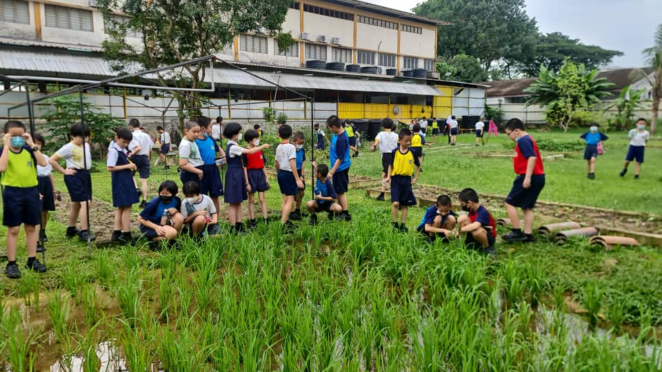 大都会/封面/适耕庄以外的稻田出现在加影育华小学