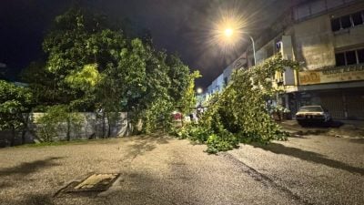 安邦大雨多處樹倒   遊佳豪籲市會盯緊茂盛大樹