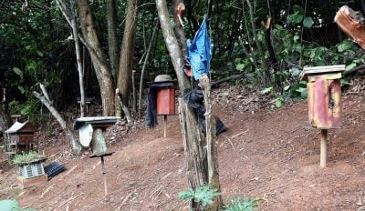 約40天就可採集蜂蜜   菜園養峰 釀 “甜蜜”農活