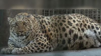 孔雀金錢豹黑熊肥得不尋常 四川動物園獲封“模範養豬基地”