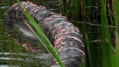 獅城蓄水池出現大量福壽螺卵 當局加強清除工作