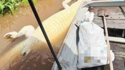 嘴“卡”捕魚竹籃溺水亡 大鱷魚浮屍河岸邊