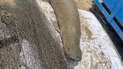 3巨骨舌魚被捕送去動物園死亡 將解剖找死因