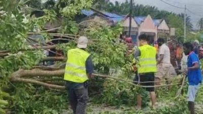 怡红大道往爱大华方向   大树倒下幸无人伤亡