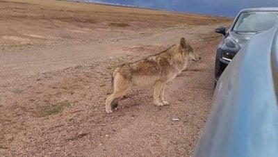 可可西里“網紅狼”獲投餵變肥狼  招引逾10同類公路等食