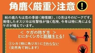 日本奈良鹿傷人事故倍增　公園發警告　籲遠離有角雄鹿