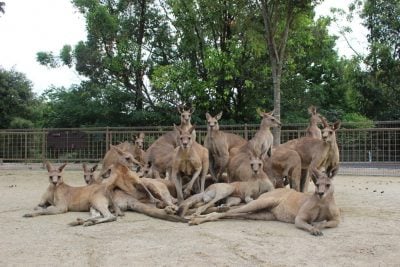 日動物園袋鼠合照如偶像團體 網民：袋鼠界AKB48！