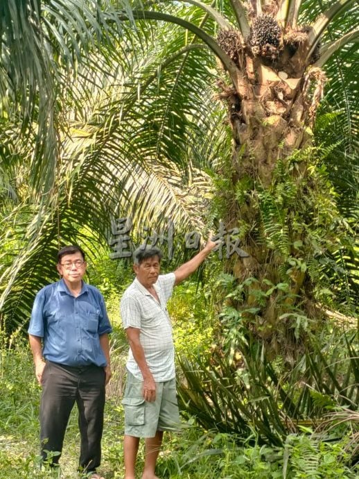 榕吉再发生盗采油棕，小园主8英亩地全被盗采