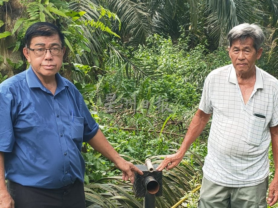 榕吉再发生盗采油棕，小园主8英亩地全被盗采