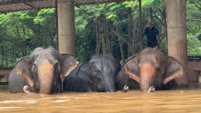 泰國北部洪災動物被困 百多頭大象成功撤離