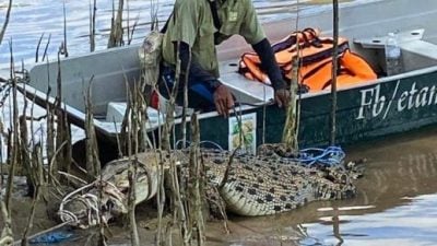 砂森林機構   捉獲10呎長鱷魚