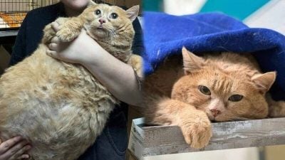 胖到强制减重！俄罗斯“17公斤橘虎斑猫”惊传健康恶化病故