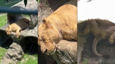 視頻 | 柔佛動物園獅子“好住好吃” 又肥又大隻睡到流口水