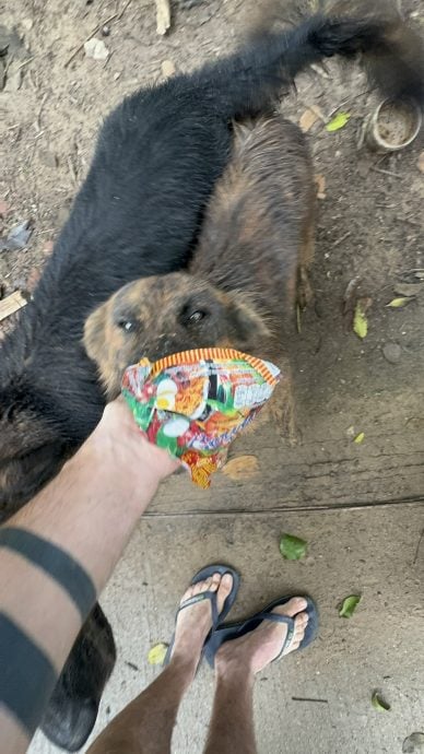 视频|泰国流浪犬报喂食之恩 每日送“大礼”回馈恩人