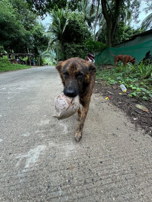 视频|泰国流浪犬报喂食之恩 每日送“大礼”回馈恩人