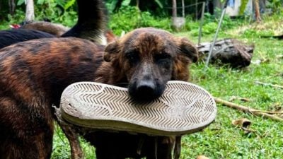 视频｜泰国流浪犬报喂食之恩 每日送“大礼”回馈恩人